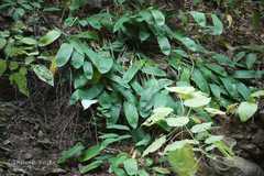 Stachyphrynium spicatum
